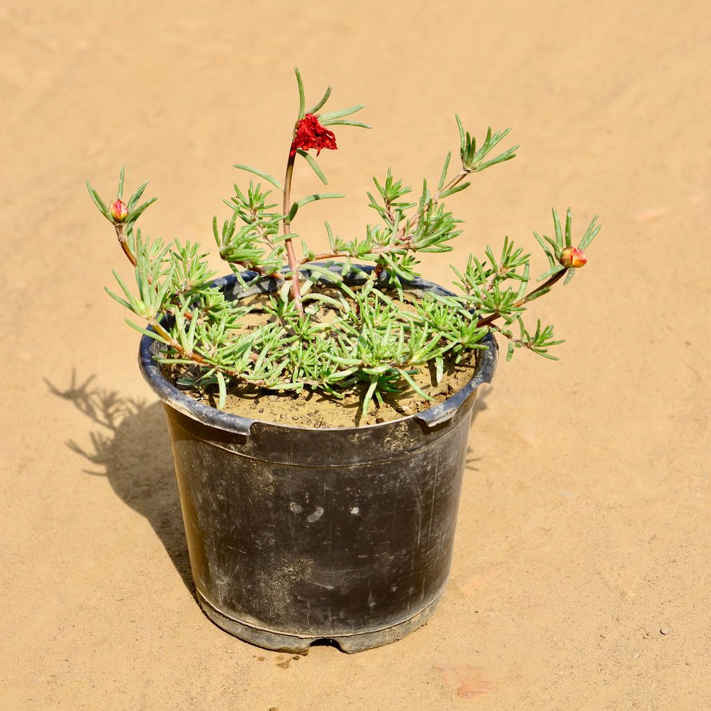 Portulaca  Moss Rose (Any Colour) in 6 Inch Nursery Pot