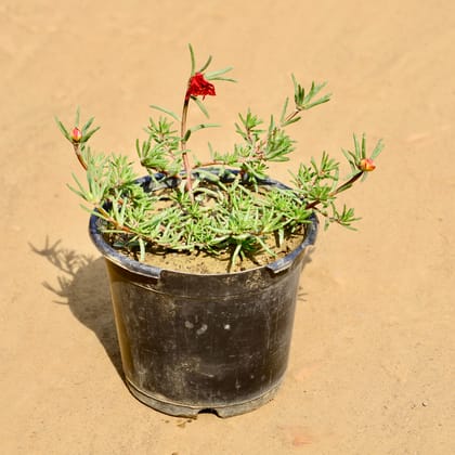 Buy Portulaca  Moss Rose (Any Colour) in 6 Inch Nursery Pot Online | Urvann.com