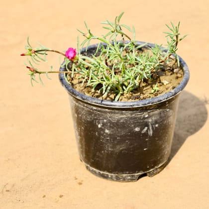 Buy Portulaca Moss Rose (Any Colour) in 6 Inch Nursery Pot Online | Urvann.com