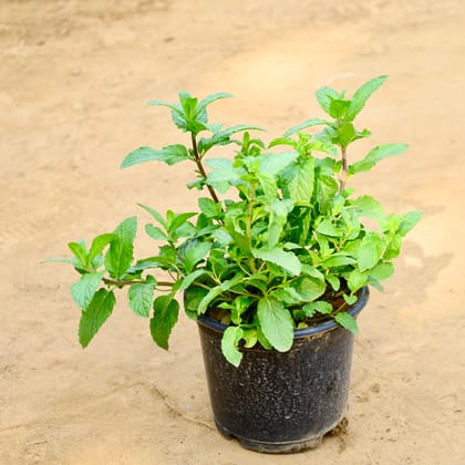 Buy Pudina / Mint in 6 Inch Nursery Pot Online | Urvann.com