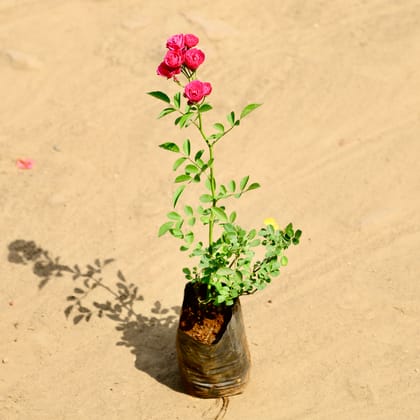 Buy Rose Miniature (Any Colour) in 4 Inch Nursery bag Online | Urvann.com