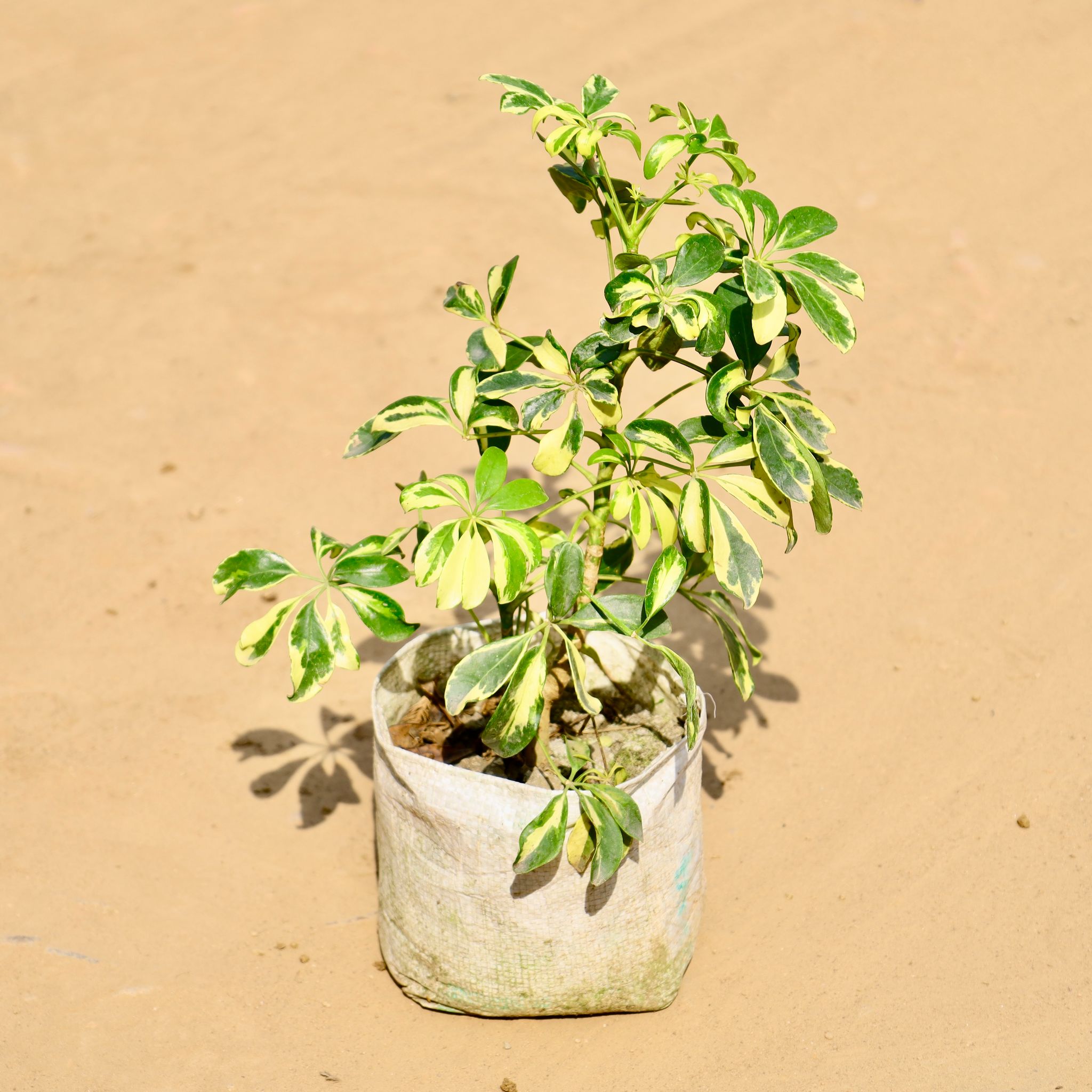 Schefflera in 7 Inch Nursery bag