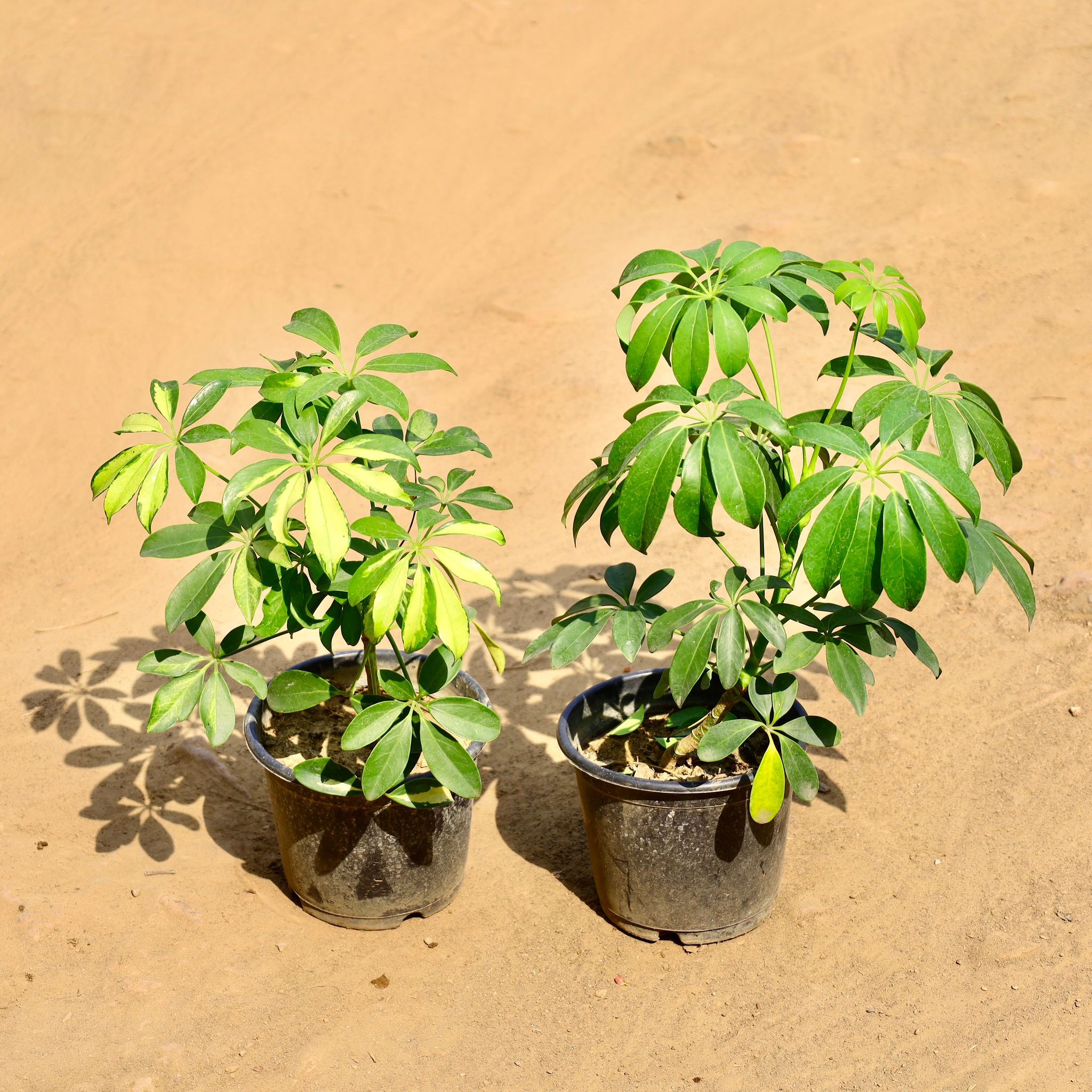 Set of 2 -  Schefflera (Green & Variegated) in 6 Inch Nursery Pot