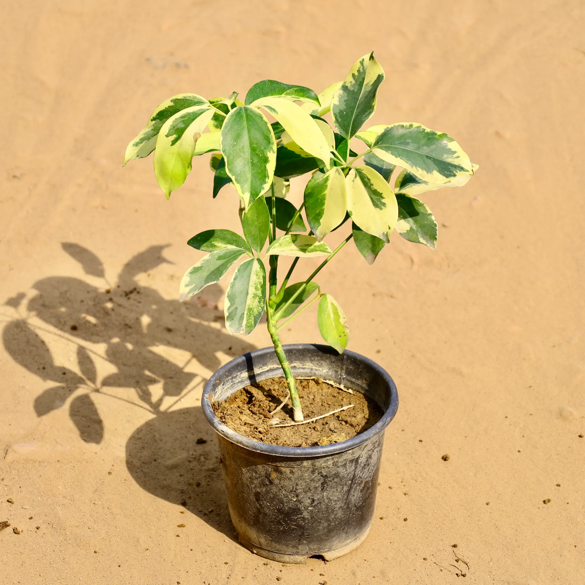 Schefflera Varigated in 6 Inch Nursery Pot