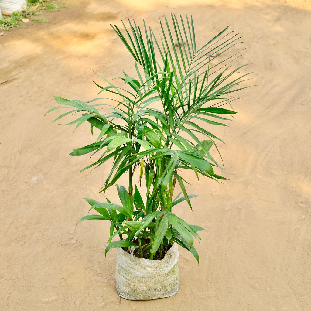 Buy Seaforthia Palm / Solitaire Palm in 10 Inch Nursery bag Online | Urvann.com Seaforthia Palm / Solitaire Palm in 10 Inch Nursery bag