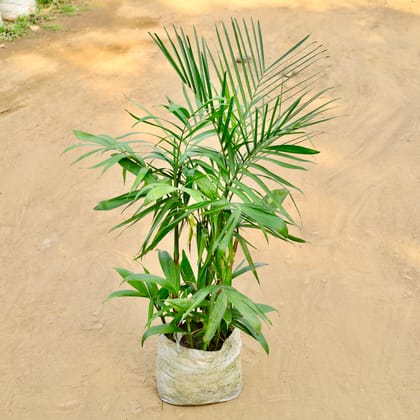 Buy Seaforthia Palm / Solitaire Palm in 10 Inch Nursery bag Online | Urvann.com