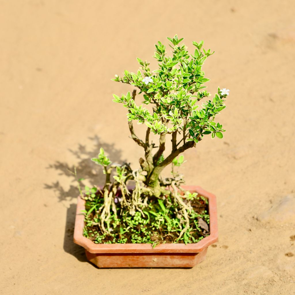 Serissa Bonsai in 6 Inch Plastic bonsai tray
