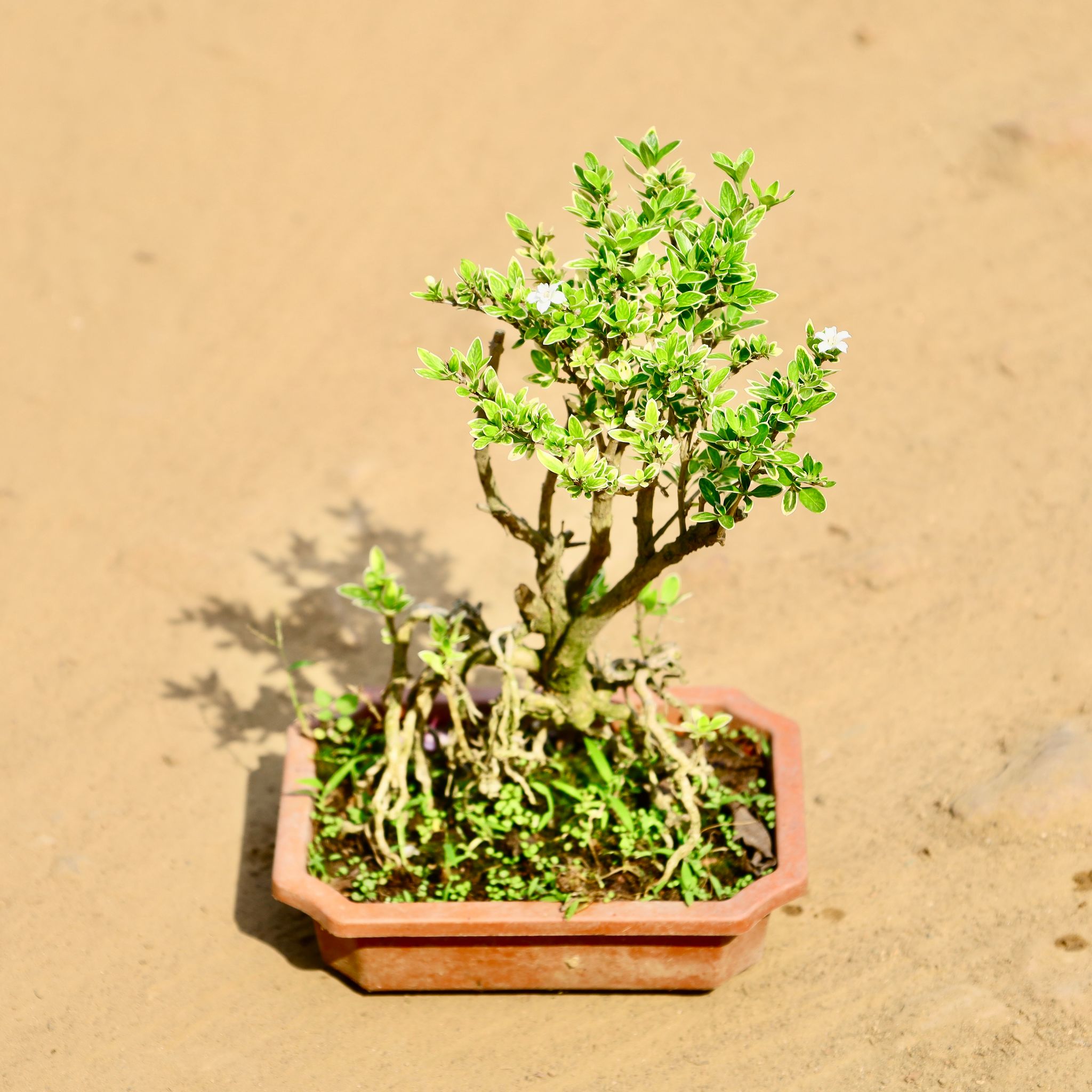 Serissa Bonsai in 6 Inch Plastic bonsai tray