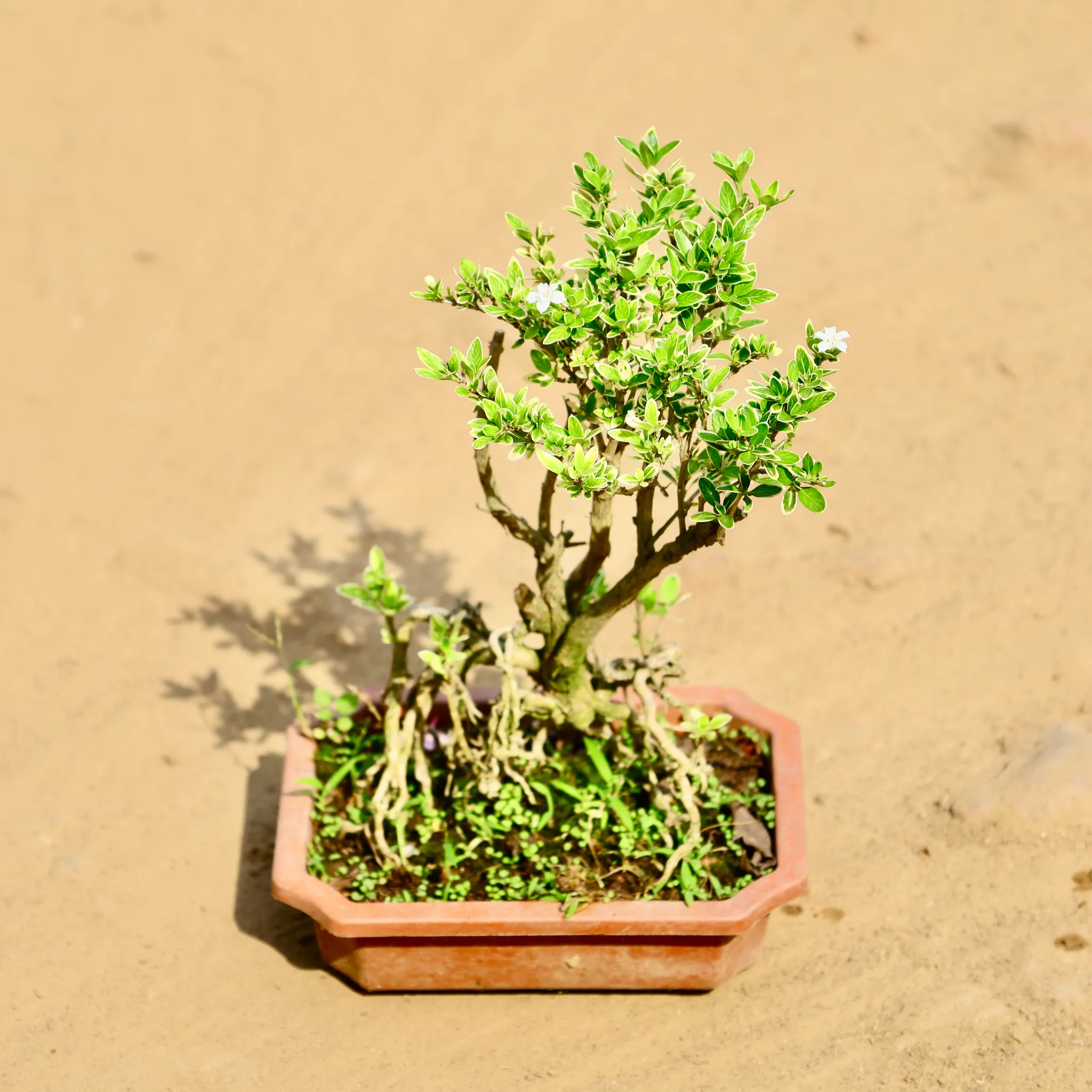 Serissa Bonsai in 6 Inch Plastic bonsai tray