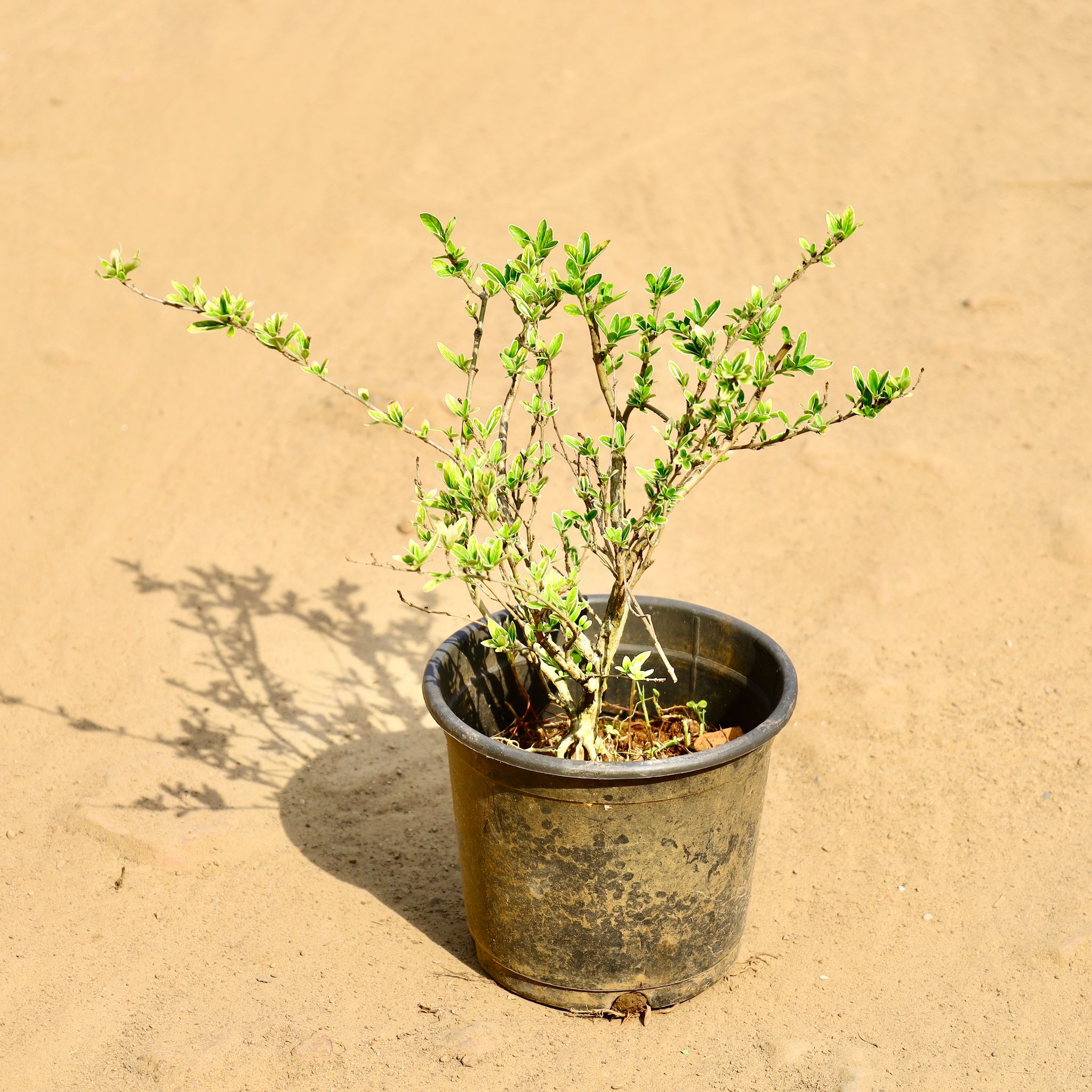Serissa Bonsai  in 6 Inch Nursery Pot