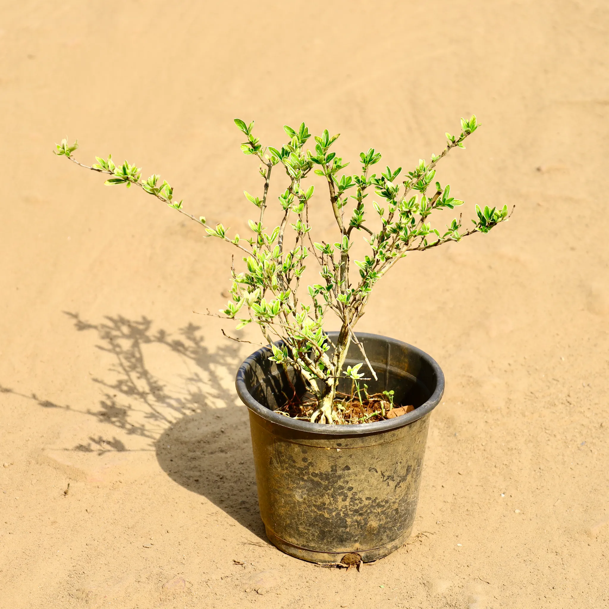 Serissa Bonsai in 6 Inch Nursery Pot