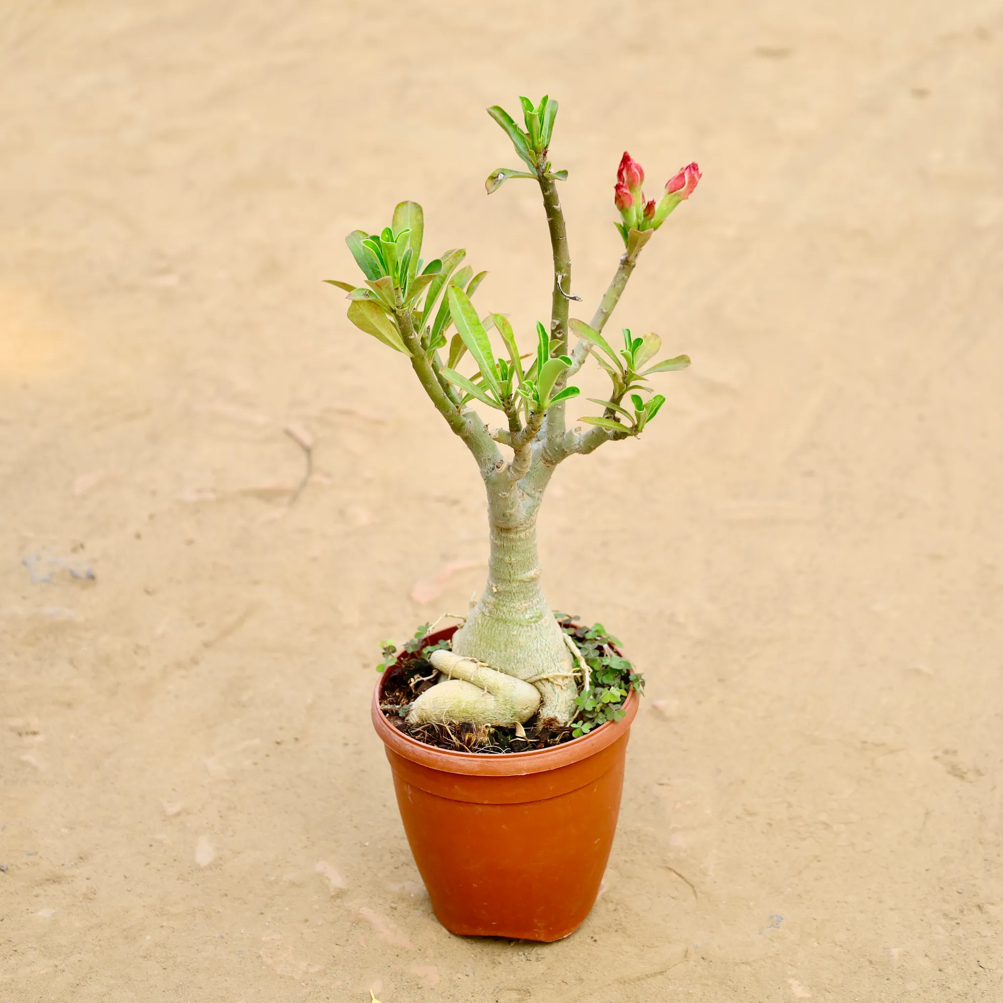 Adenium Grafted (Any Color) in 6 Inch Nursery Pot