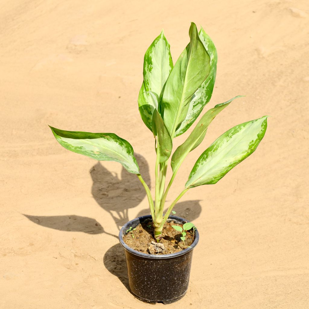 Buy Aglaonema Silver Bay in 6 Inch Nursery pot Online | Urvann.com Aglaonema Silver Bay in 6 Inch Nursery pot