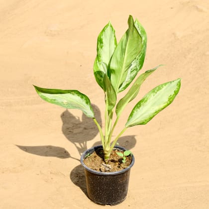 Buy Aglaonema Silver Bay in 6 Inch Nursery pot Online | Urvann.com