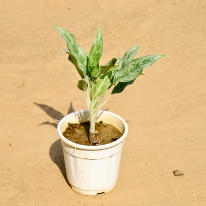 Buy Aglaonema Silver Bay in 6 Inch Nursery Pot Online | Urvann.com