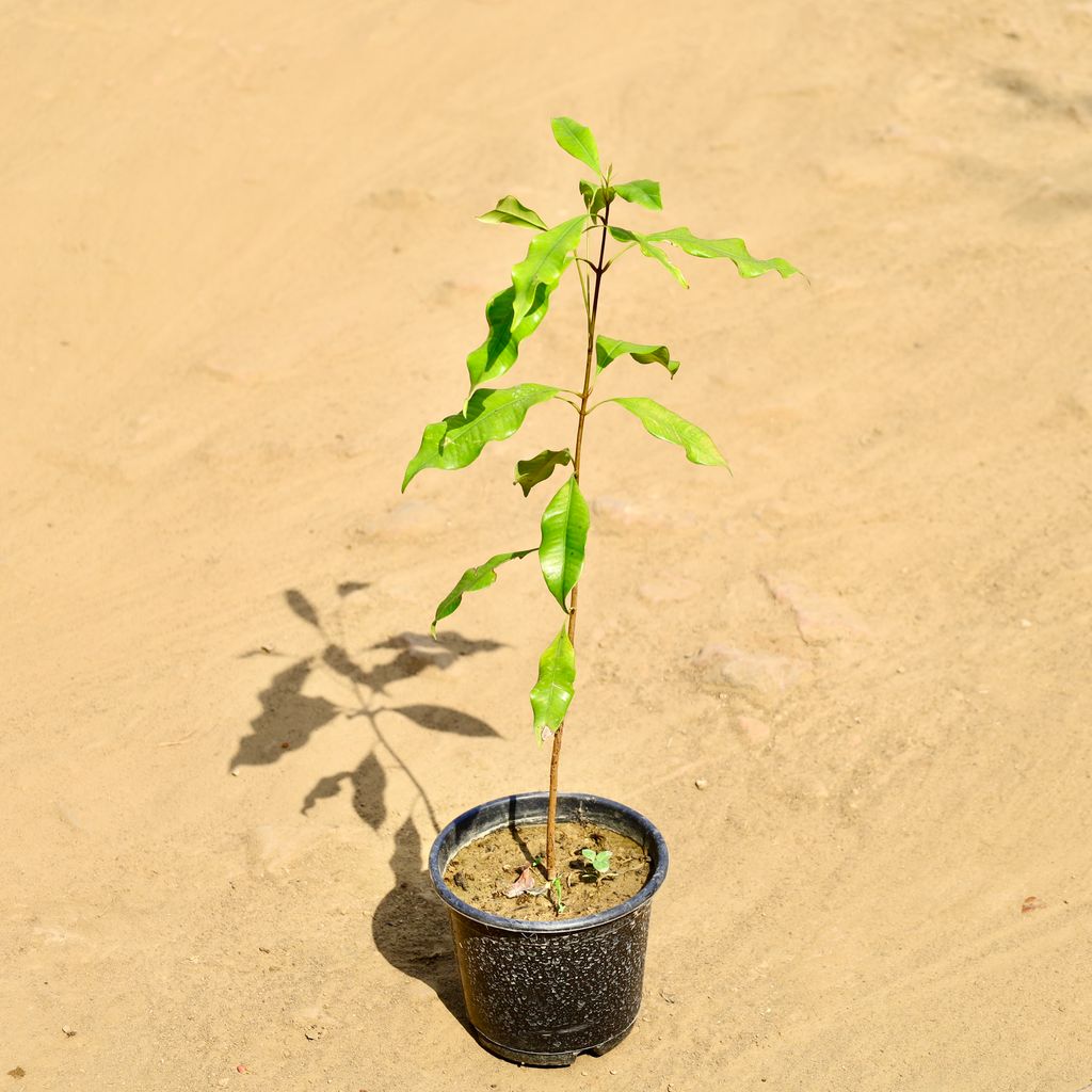 Buy All Spice Plant in 6 Inch Nursery Pot Online | Urvann.com All Spice Plant in 6 Inch Nursery Pot