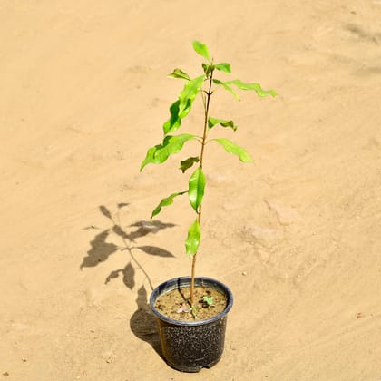 Buy All Spice Plant in 6 Inch Nursery Pot Online | Urvann.com