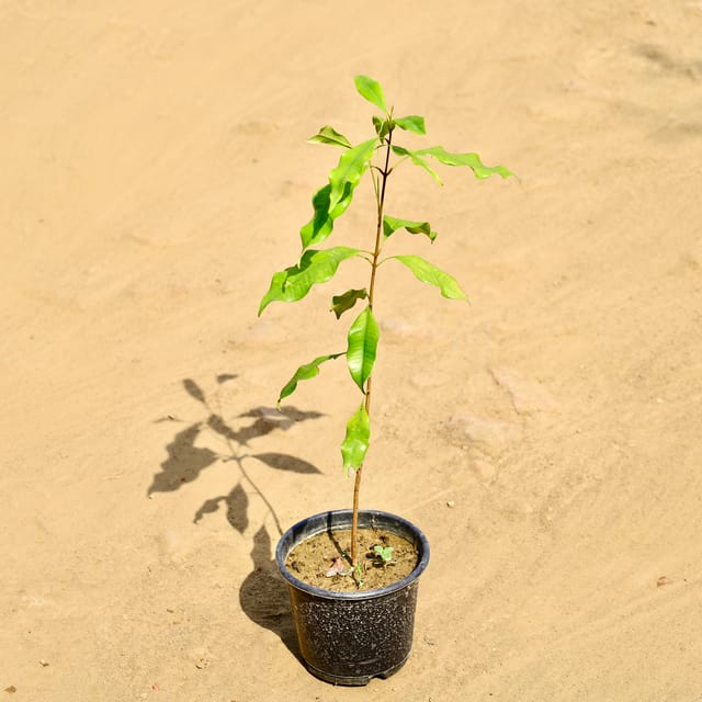 All Spice Plant in 6 Inch Nursery Pot