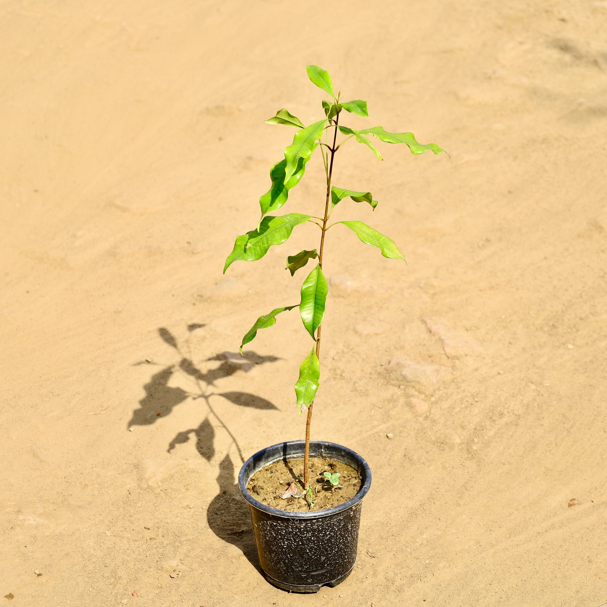 All Spice Plant in 6 Inch Nursery Pot