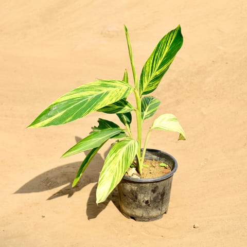 Alpinia in 6 Inch Nursery Pot