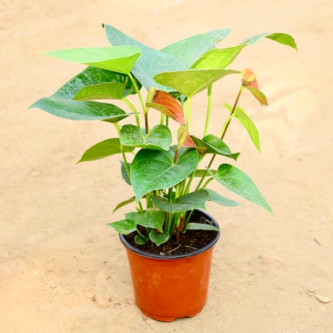 Anthurium Imported in 4 Inch Nursery Pot