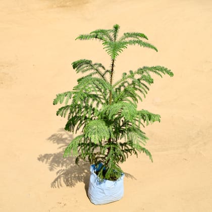 Buy Araucaria / Christmas Tree (~ 3 Ft) in 7 Inch Nursery bag Online | Urvann.com