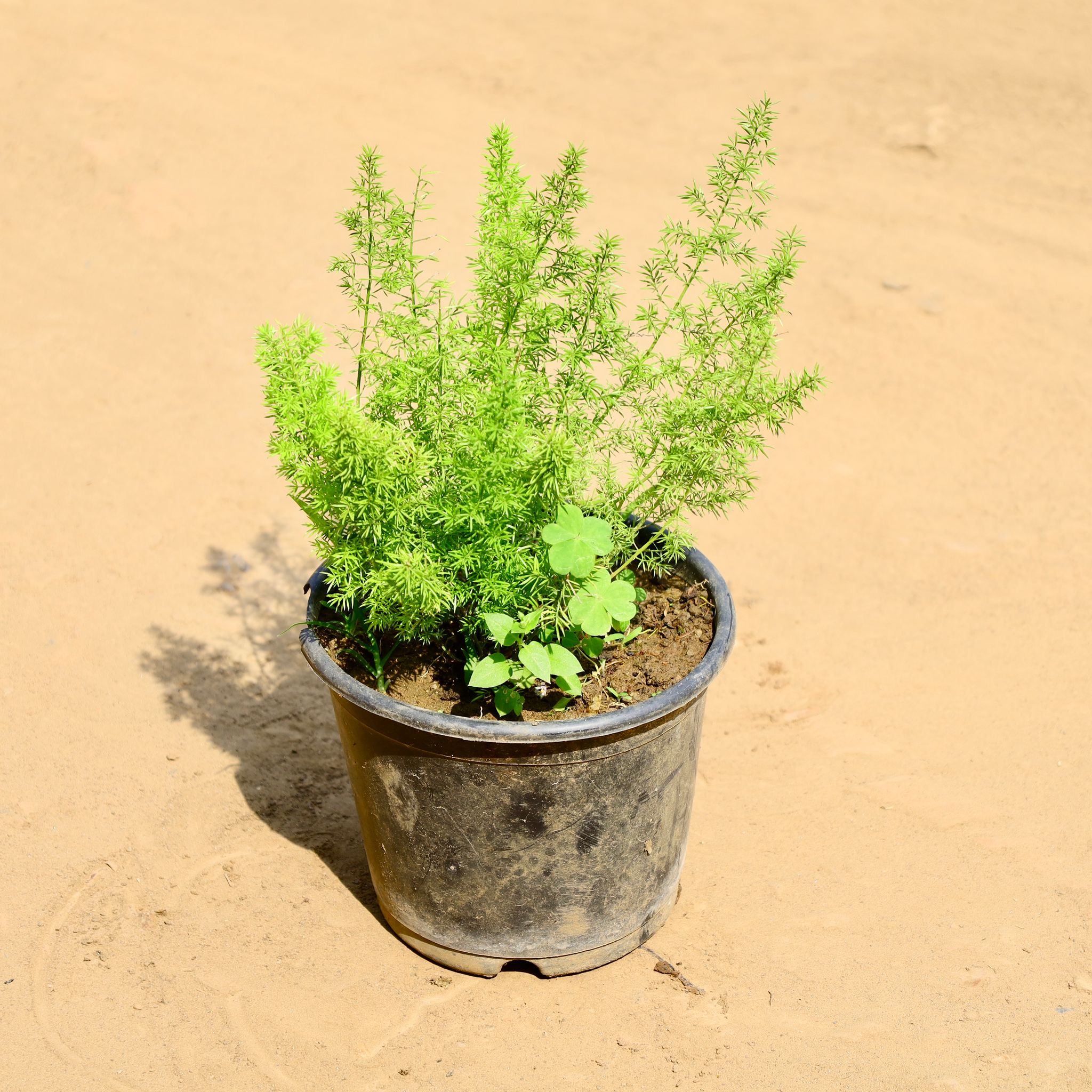 Asparagus Mary in 6 Inch Nursery Pot