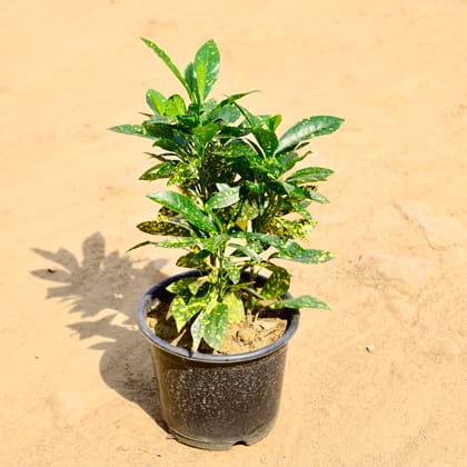 Buy Baby Croton in 6 Inch Nursery Pot Online | Urvann.com