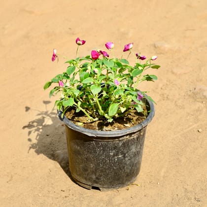Buy Balsam (Any Colour) in 8 Inch Nursery Pot Online | Urvann.com
