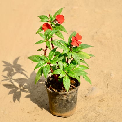 Buy Balsam (Any Colour) in 6 Inch Nursery Pot Online | Urvann.com