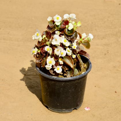 Buy Begonia (Any Colour) in 6 Inch Nursery Pot Online | Urvann.com