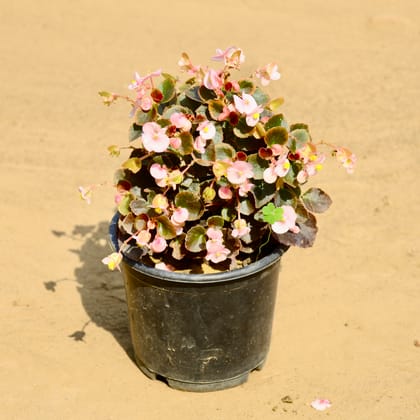 Buy Begonia (Any Colour) in 6 Inch Nursery Pot Online | Urvann.com