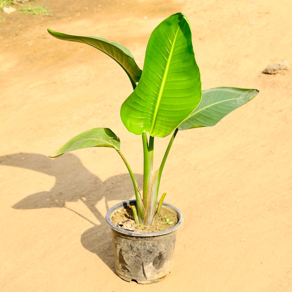 Buy Bird of Paradise in 8 Inch Nursery Pot Online | Urvann.com Bird of Paradise in 8 Inch Nursery Pot