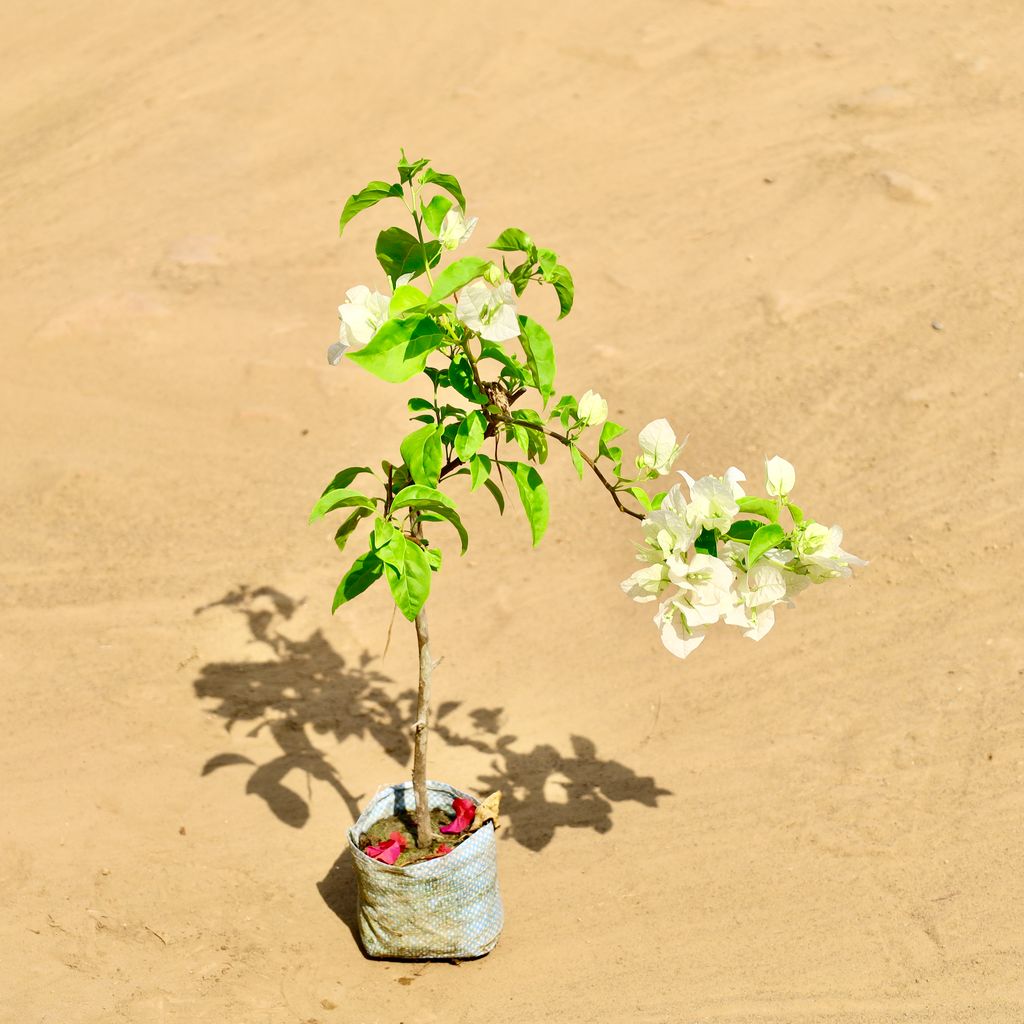 Buy Bogainvillea (Any Colour) in 4 Inch Nursery bag Online | Urvann.com Bogainvillea (Any Colour) in 4 Inch Nursery bag