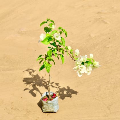 Buy Bogainvillea (Any Colour) in 4 Inch Nursery bag Online | Urvann.com