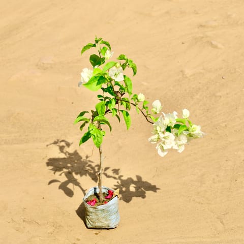 Bogainvillea (Any Colour) in 4 Inch Nursery bag