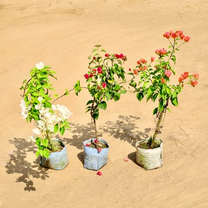 Buy Bougainvillea (Any Colour) in 7 Inch Nursery bag Online | Urvann.com