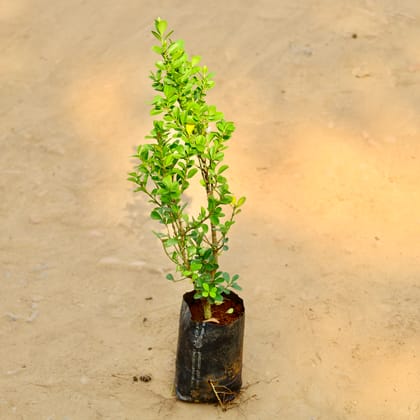 Buy Boxwood / Buxus in 4 Inch Nursery bag Online | Urvann.com