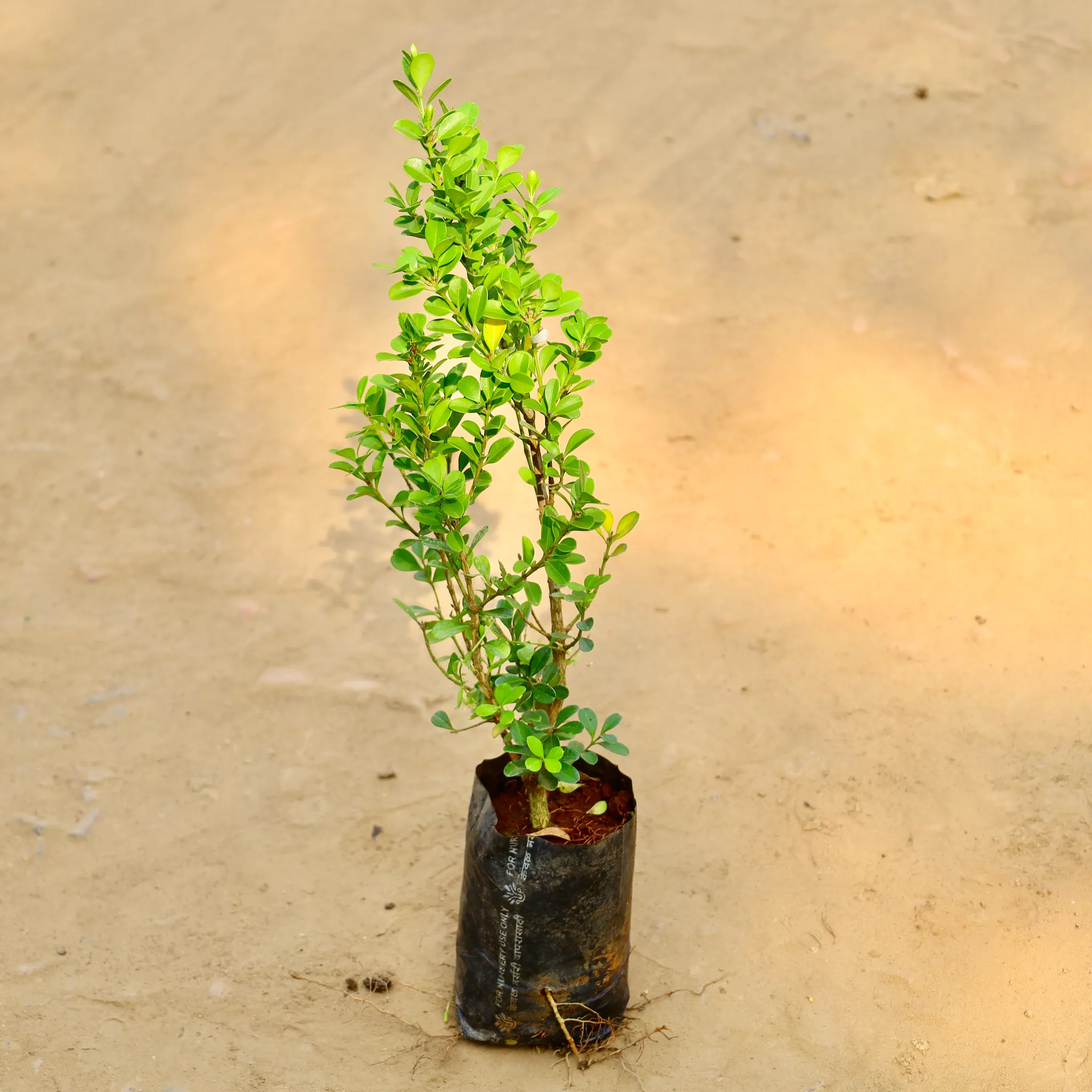 Boxwood / Buxus in 4 Inch Nursery bag