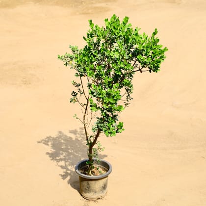 Buy Boxwood / Buxus in 8 Inch Nursery Pot Online | Urvann.com