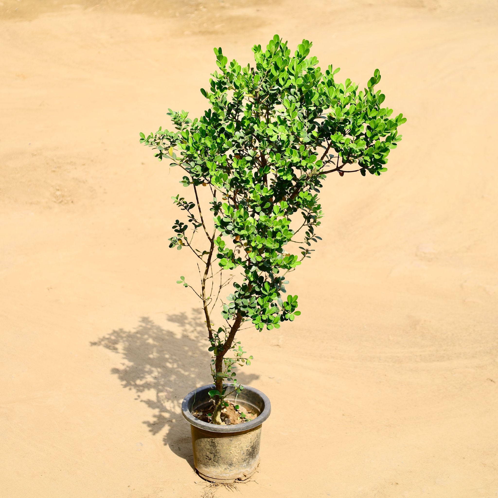 Boxwood / Buxus in 8 Inch Nursery Pot