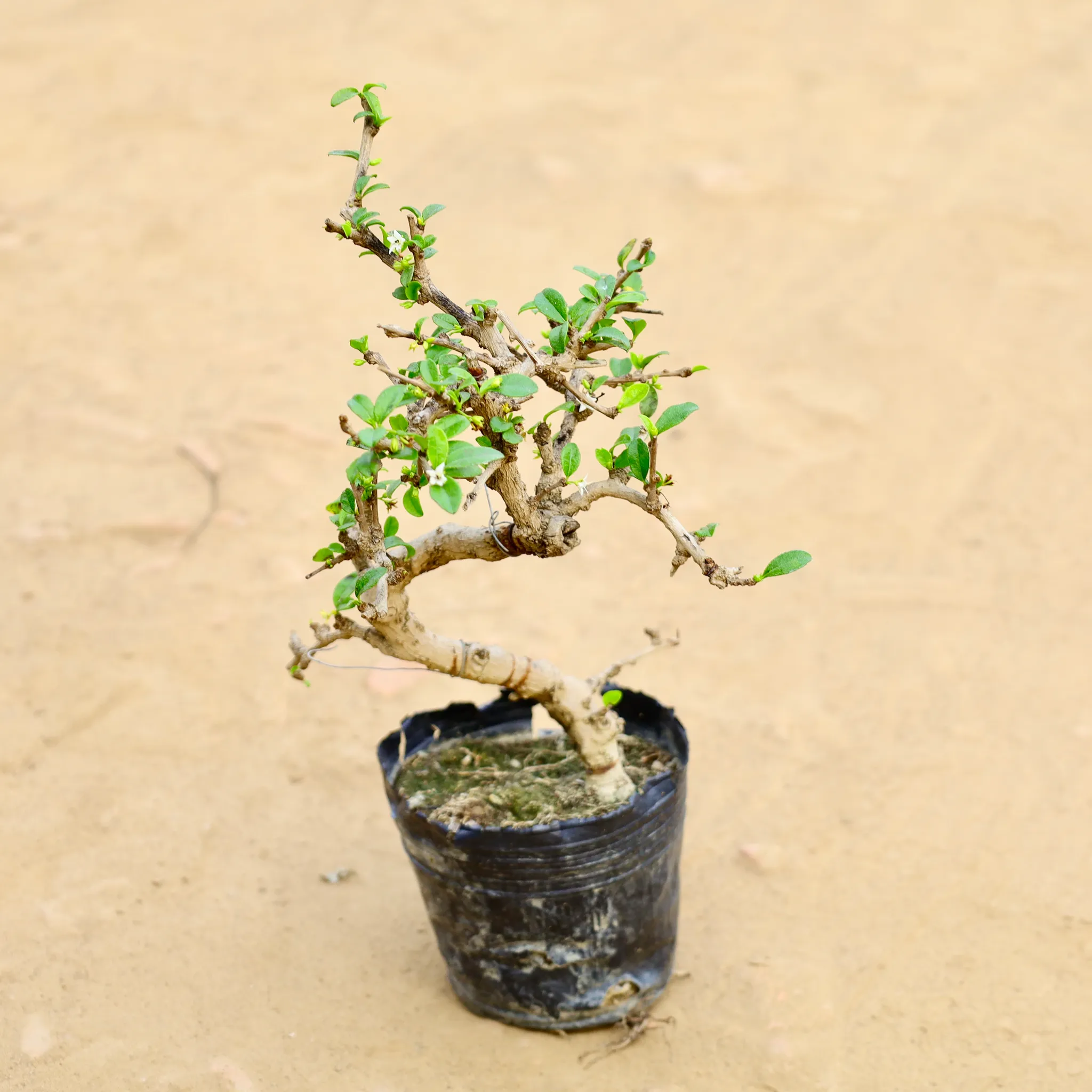 Carmona Bonsai in 4 Inch Nursery bag