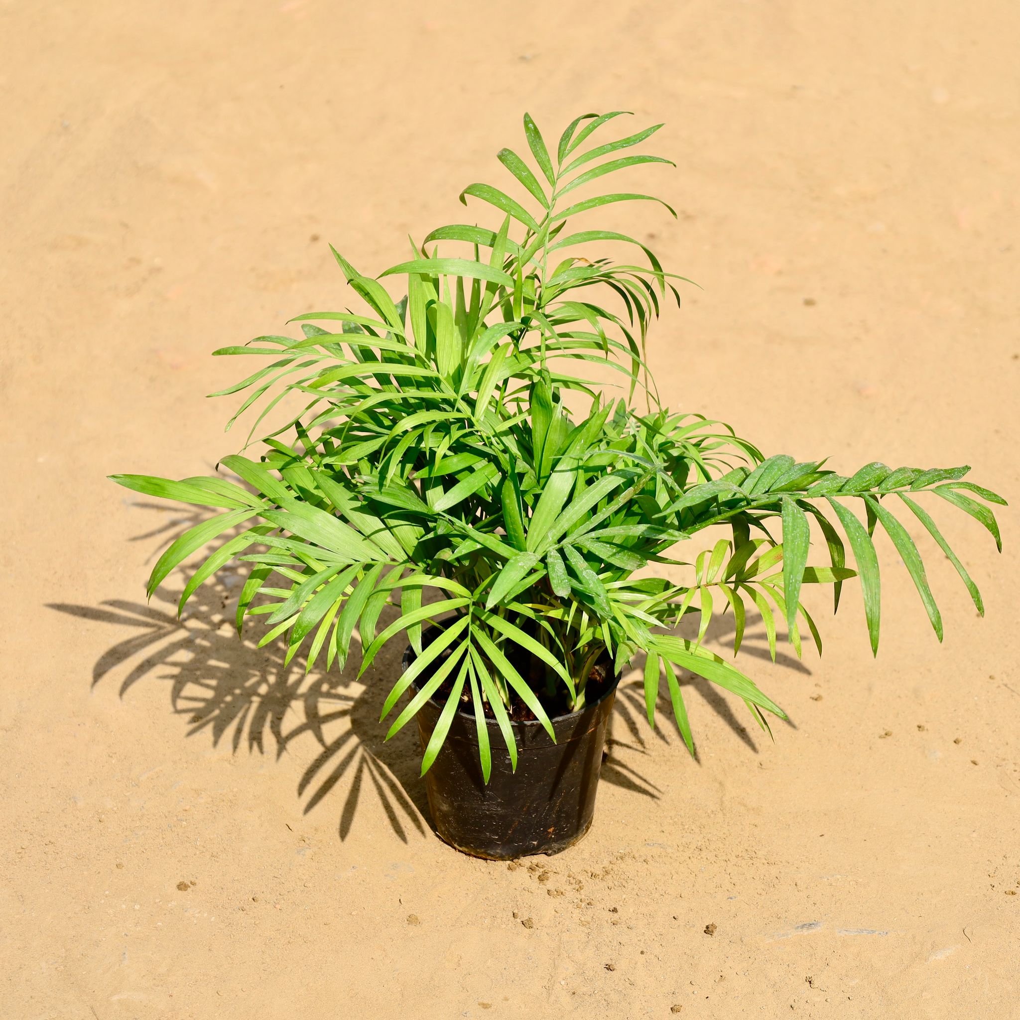 Chamaedorea Elegans Palm in 5 Inch Nursery Pot