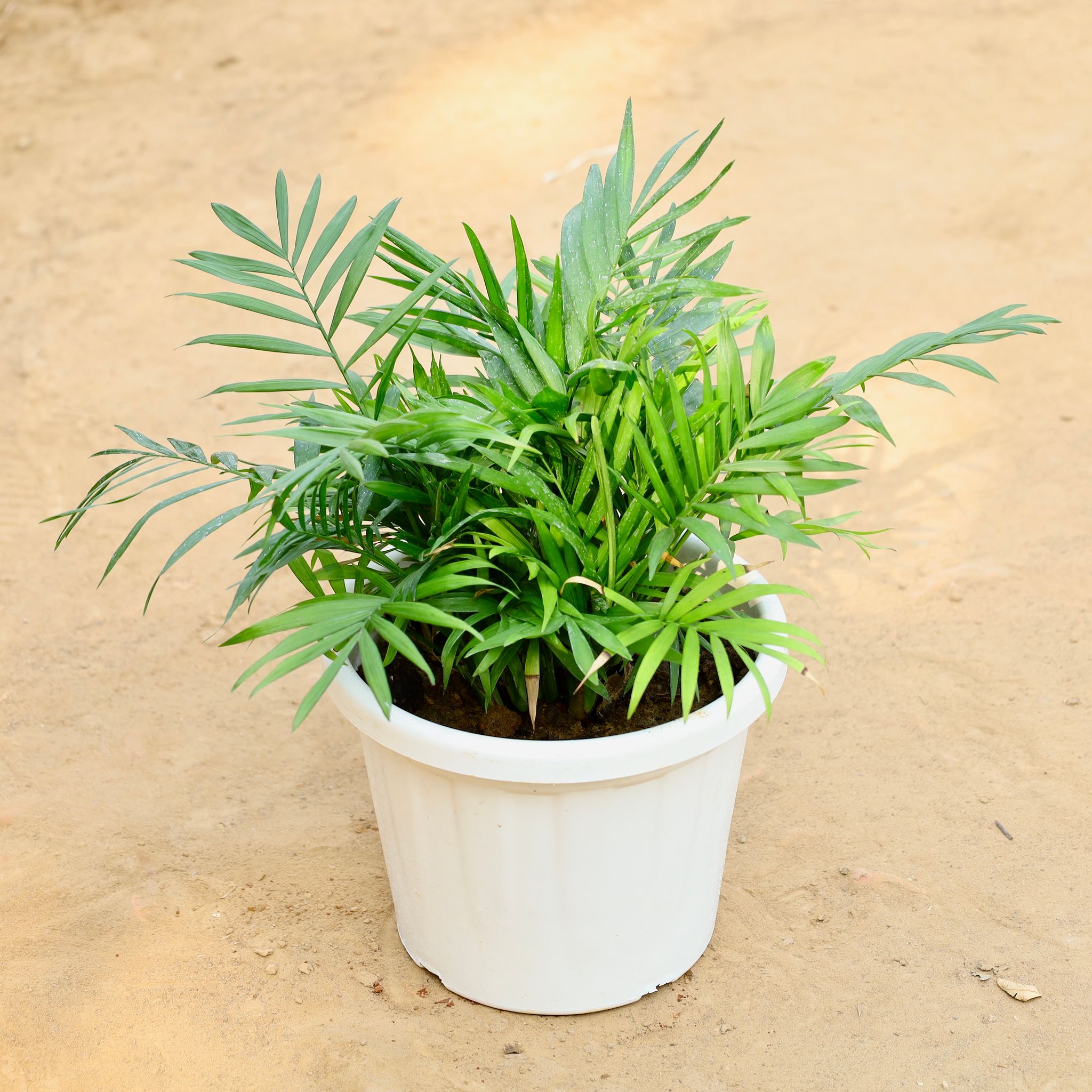 Chamaedorea Elegans Palm in 8 Inch Nursery Pot