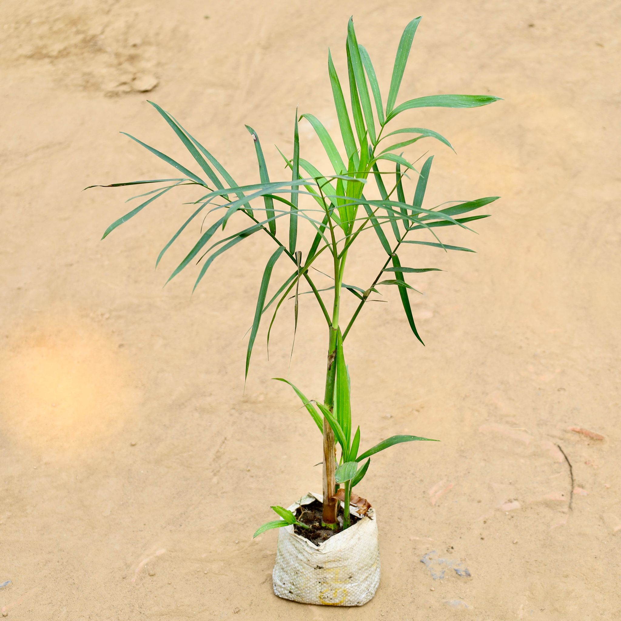 Chamaedorea Elegans Palm in 4 Inch Nursery bag