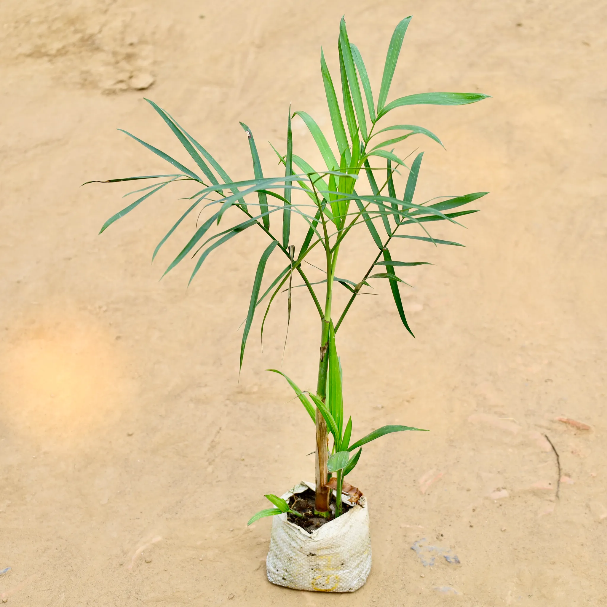 Chamaedorea Elegans Palm in 4 Inch Nursery bag