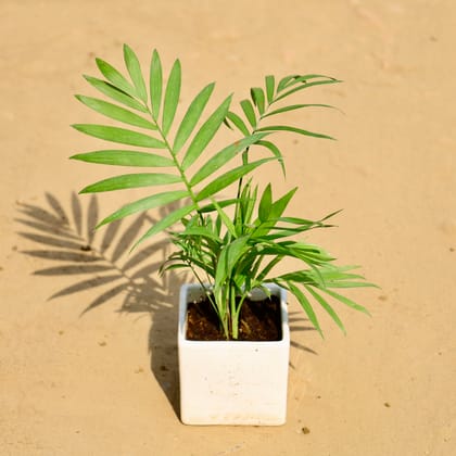 Buy Chamaedorea Elegans Palm in 4 Inch White square ceramic planter Online | Urvann.com