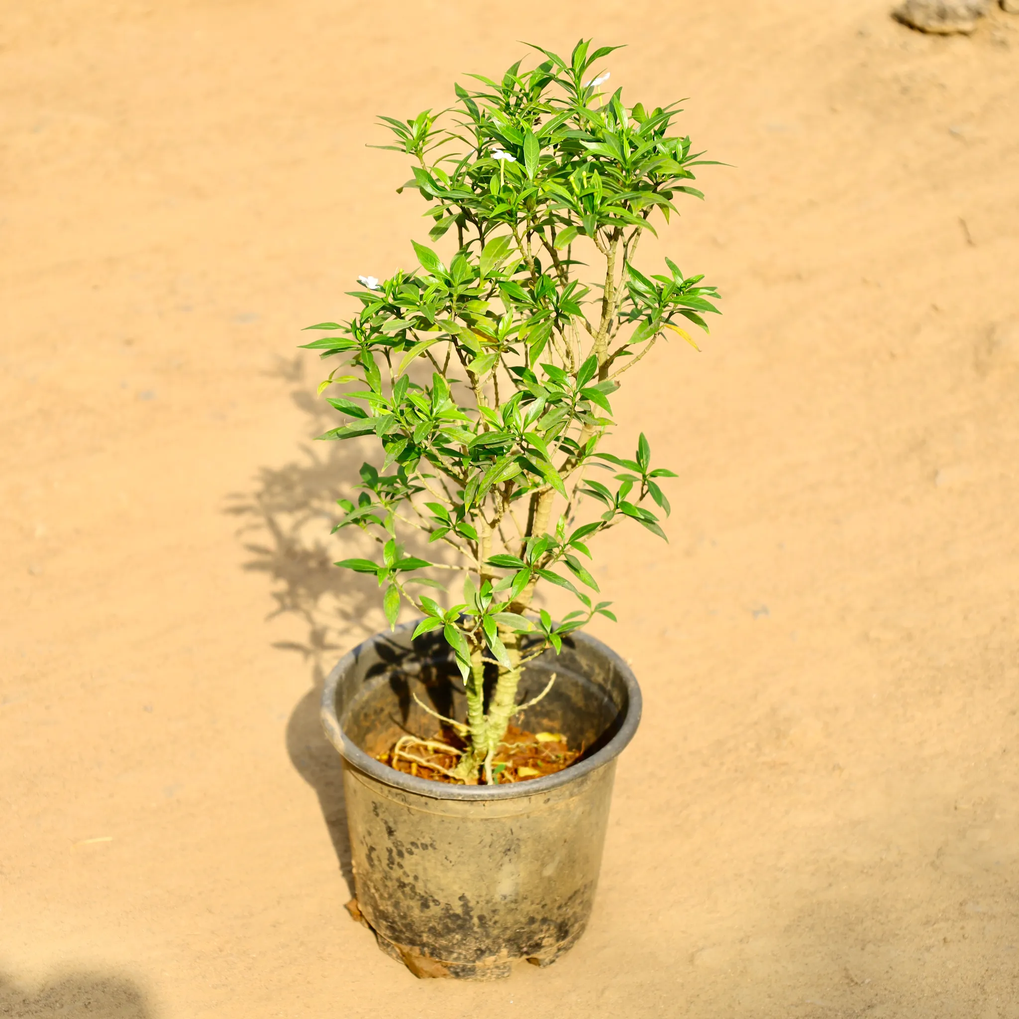 Chandni Green in 6 Inch Nursery Pot