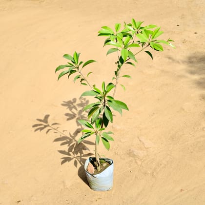 Buy Chikoo / Sapodilla in 4 Inch Nursery bag Online | Urvann.com