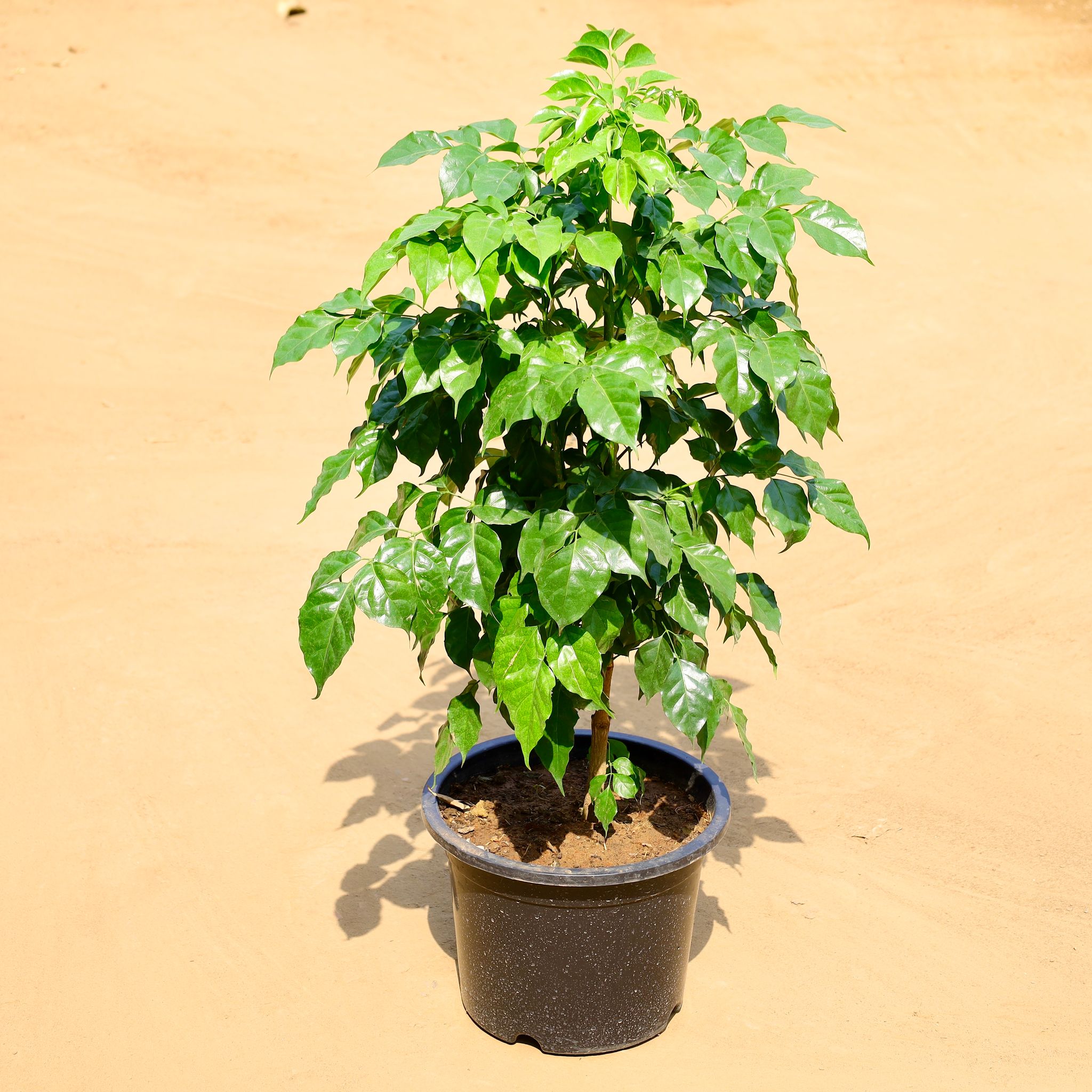 China Doll / Radermachera in 12 Inch Nursery Pot